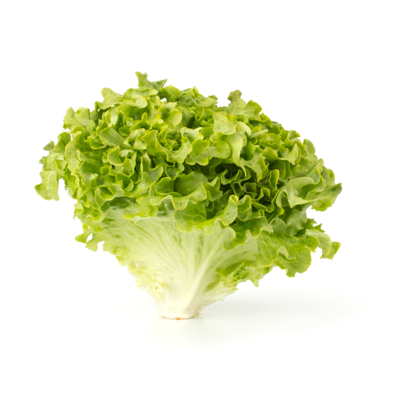 Lettuce Laitue Frisée