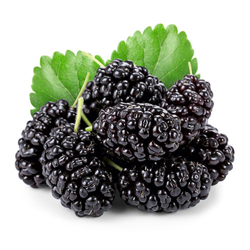 Black Mulberry