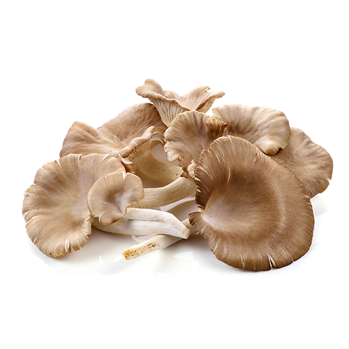 Oyster Mushroom