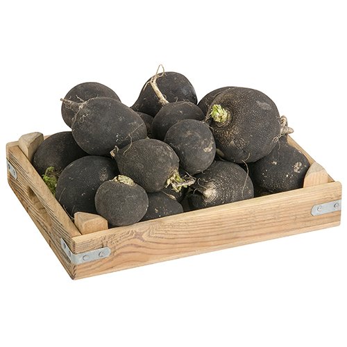 Black Radish