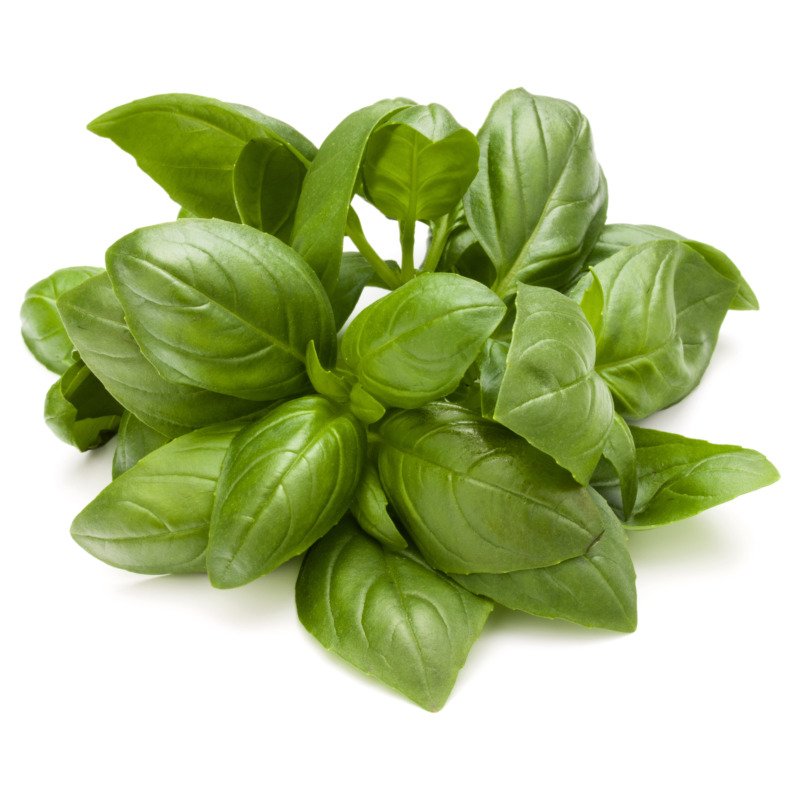 Basil