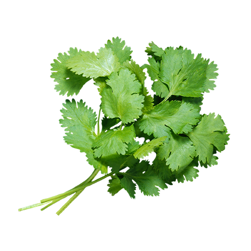 Cilantro