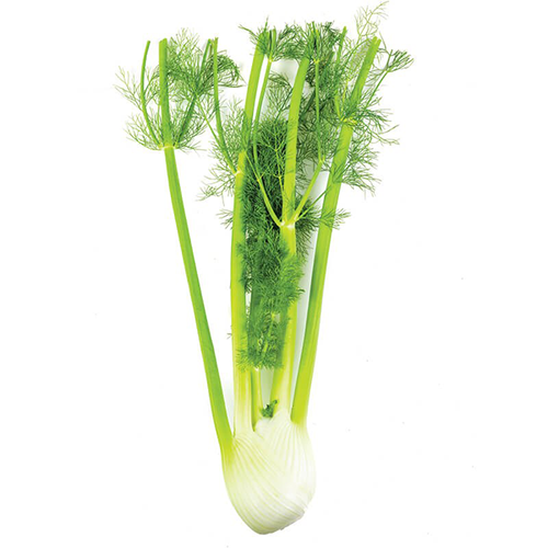 Fennel