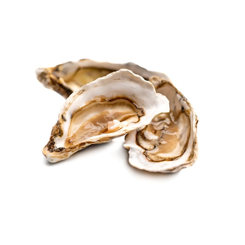 Oyster