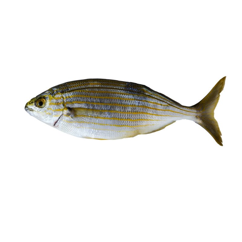 Porgy Striped