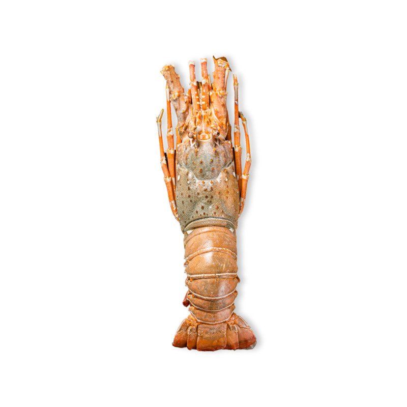 Golden Lobster