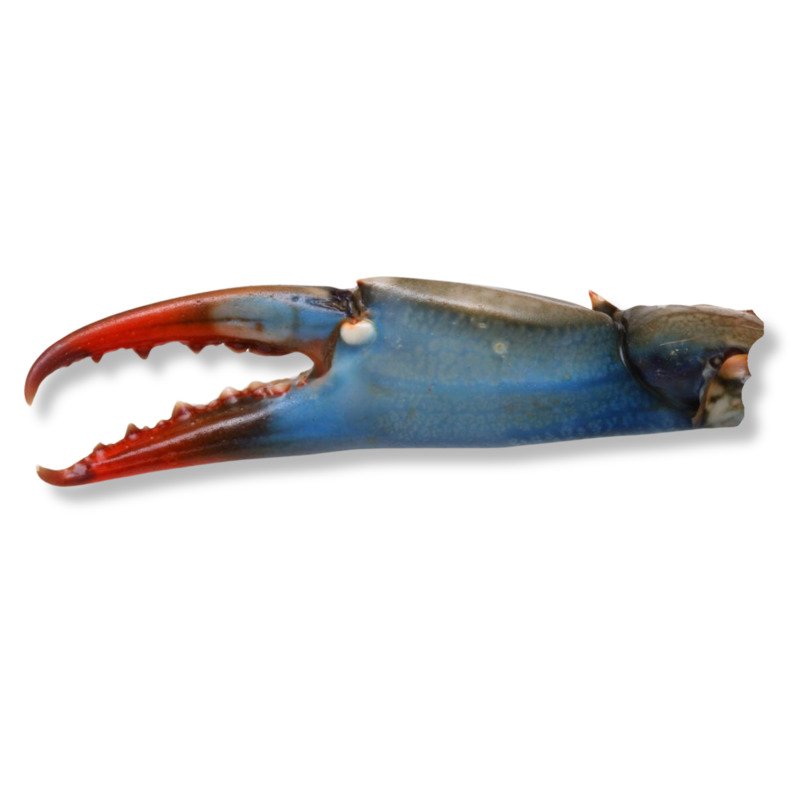 Crab Blue Claw