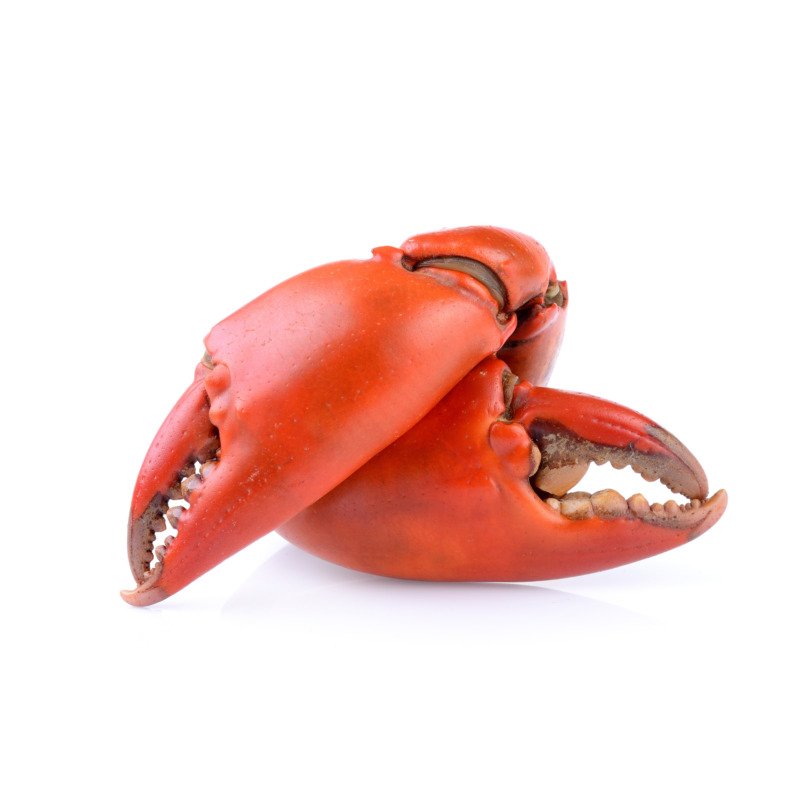 Lobster Claw Knuckle