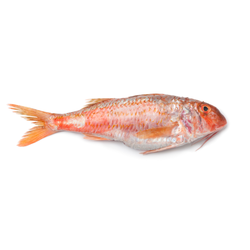 Red Mullet