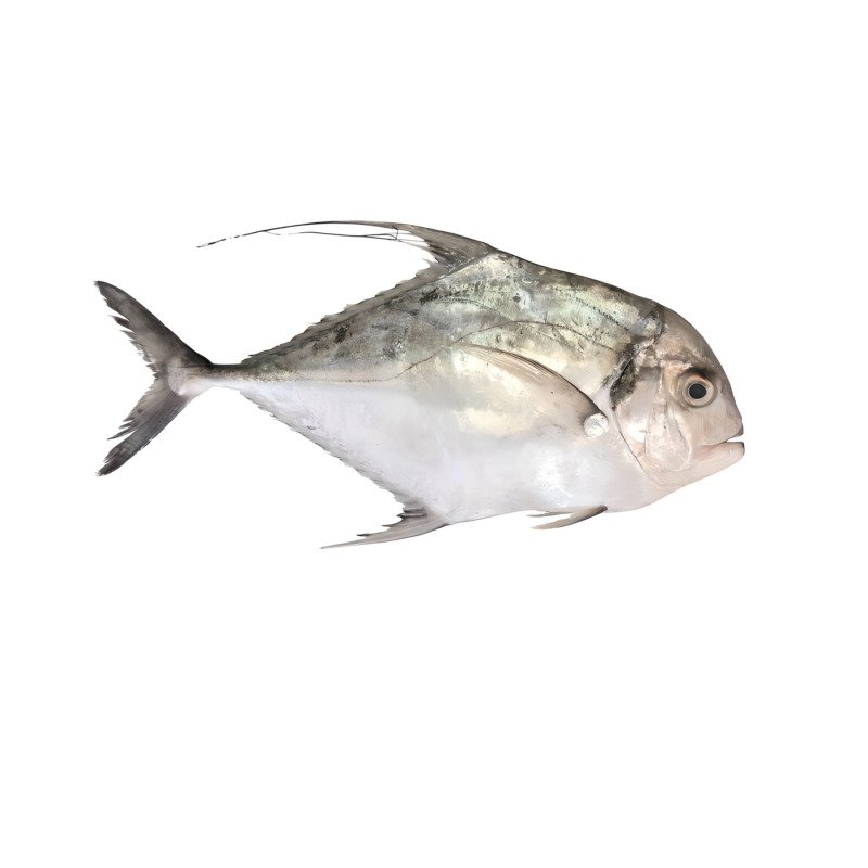 African Pompano