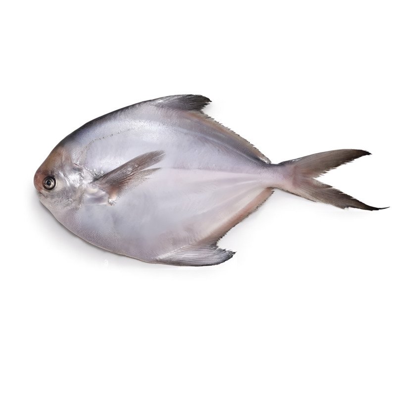 Silver Pomfret Fish