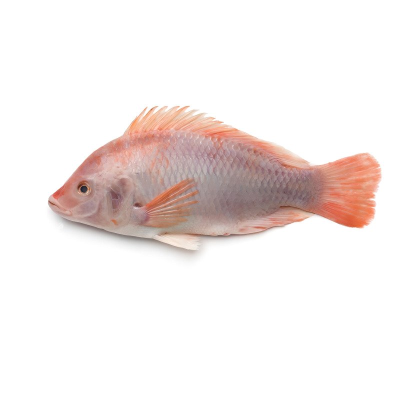 Red Tilapia