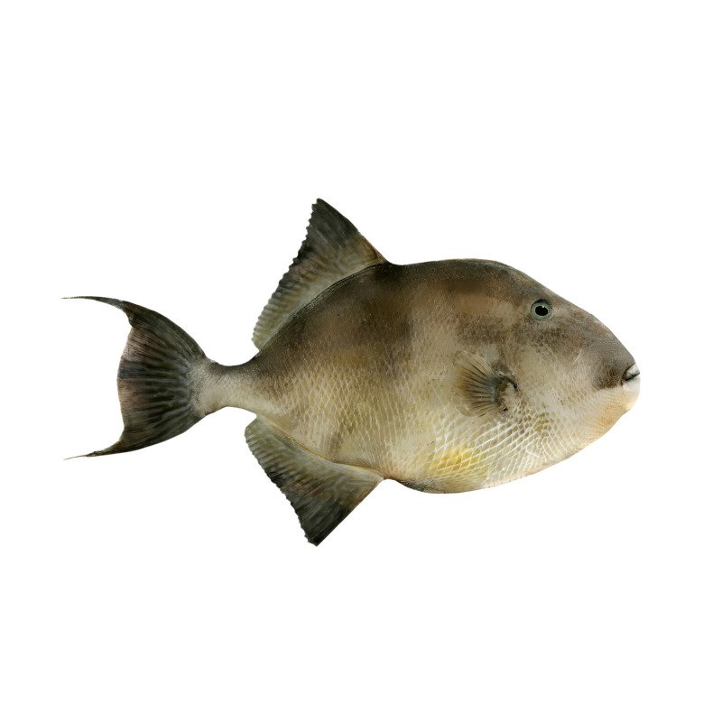 Trigger Fish