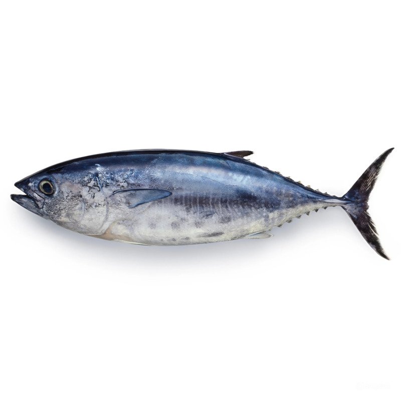 Tuna Fish