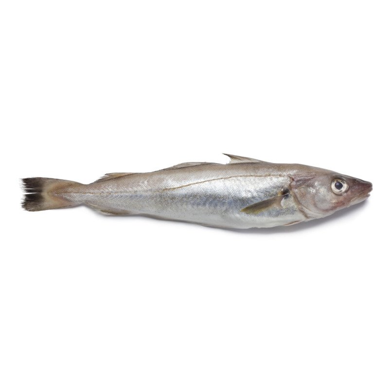 Whiting Fish