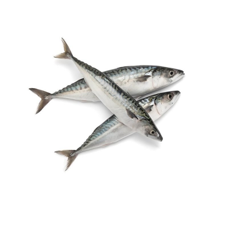 Mackerel