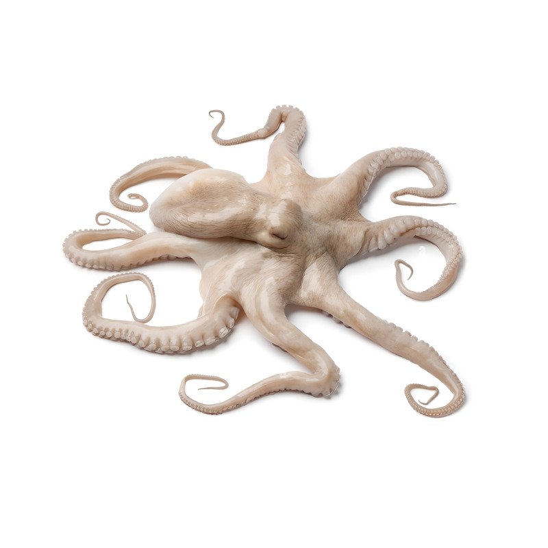 Octopus