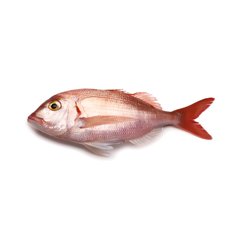 Red Porgy