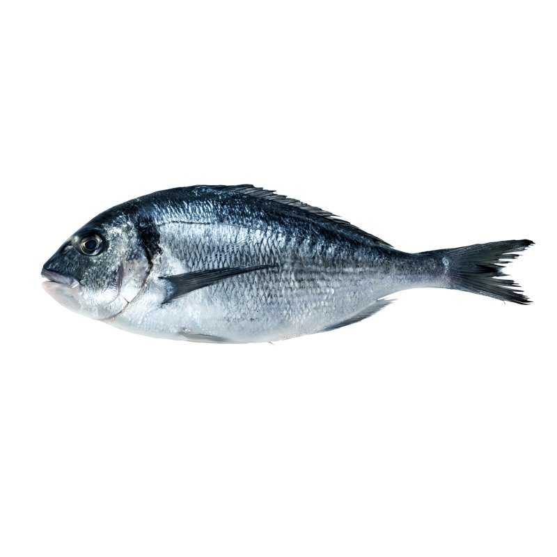 Sea Bream