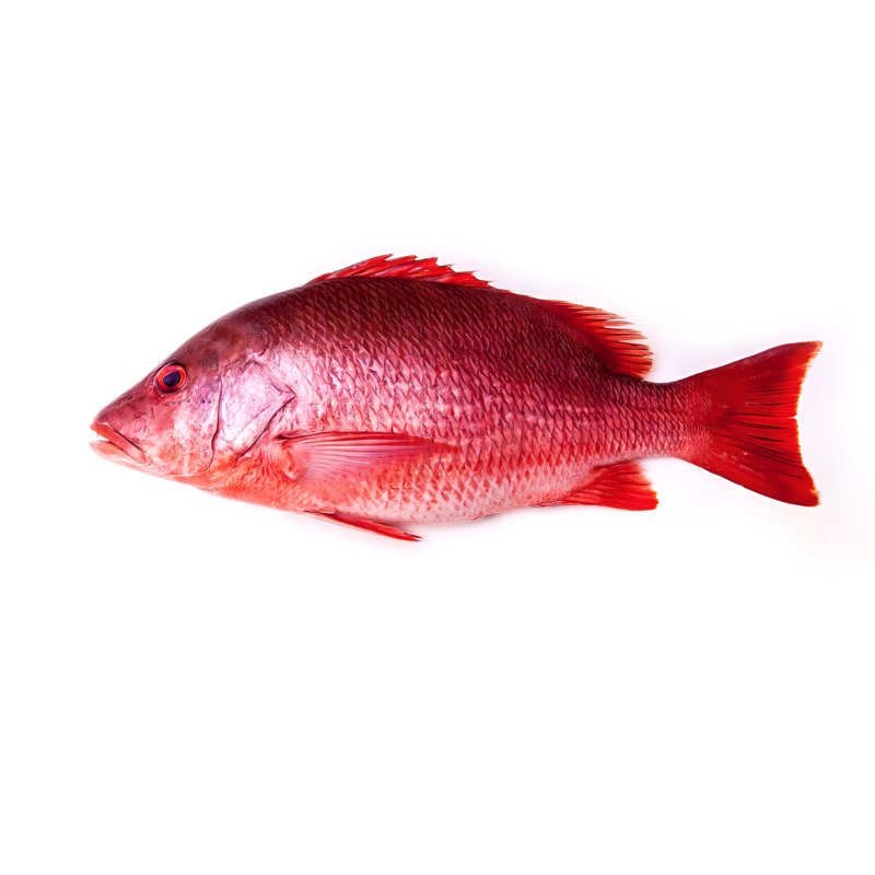 Snapper Red