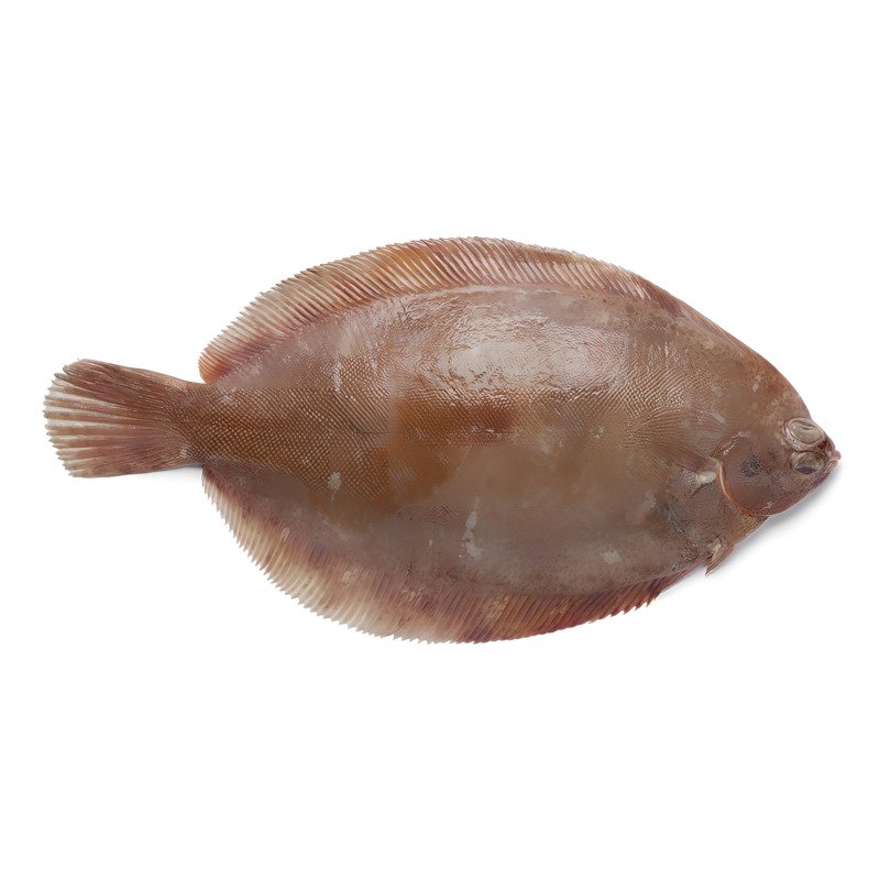 Lemon Sole