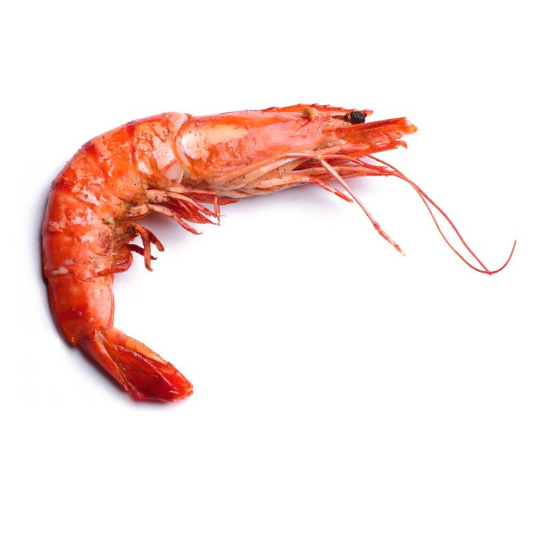 Shrimp Red