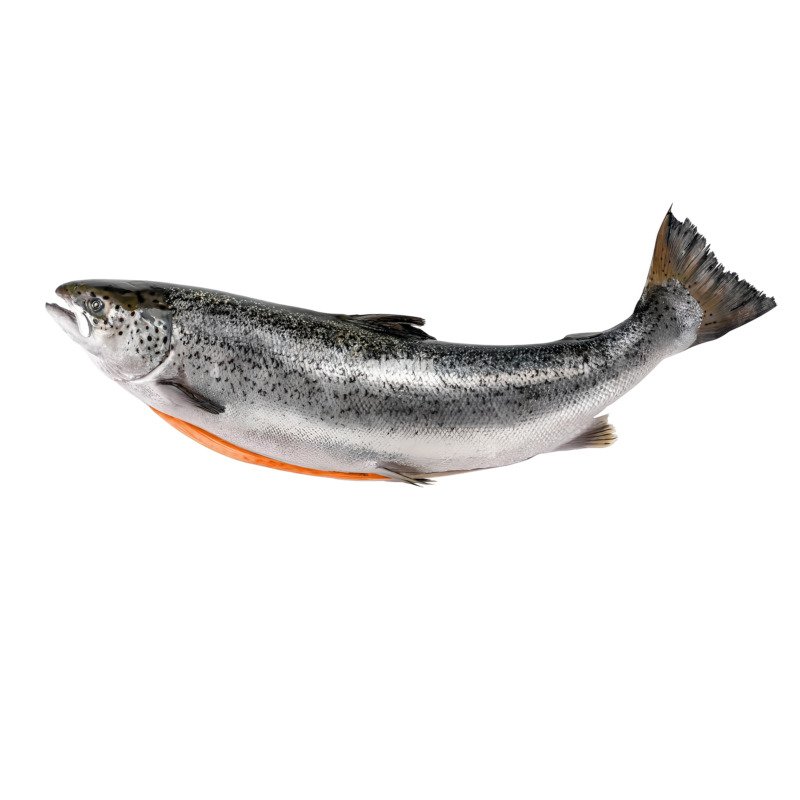 Salmon