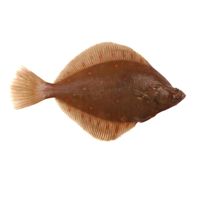 Plaice