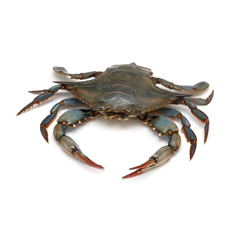 Crab Blue Whole