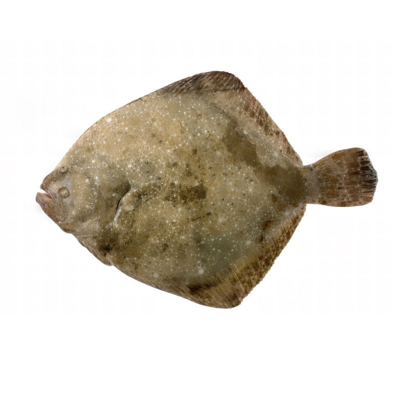 Turbot