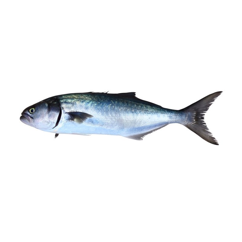 Bluefish