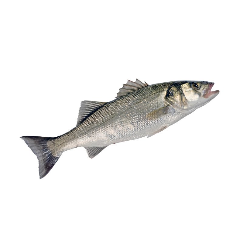 Sea Bass