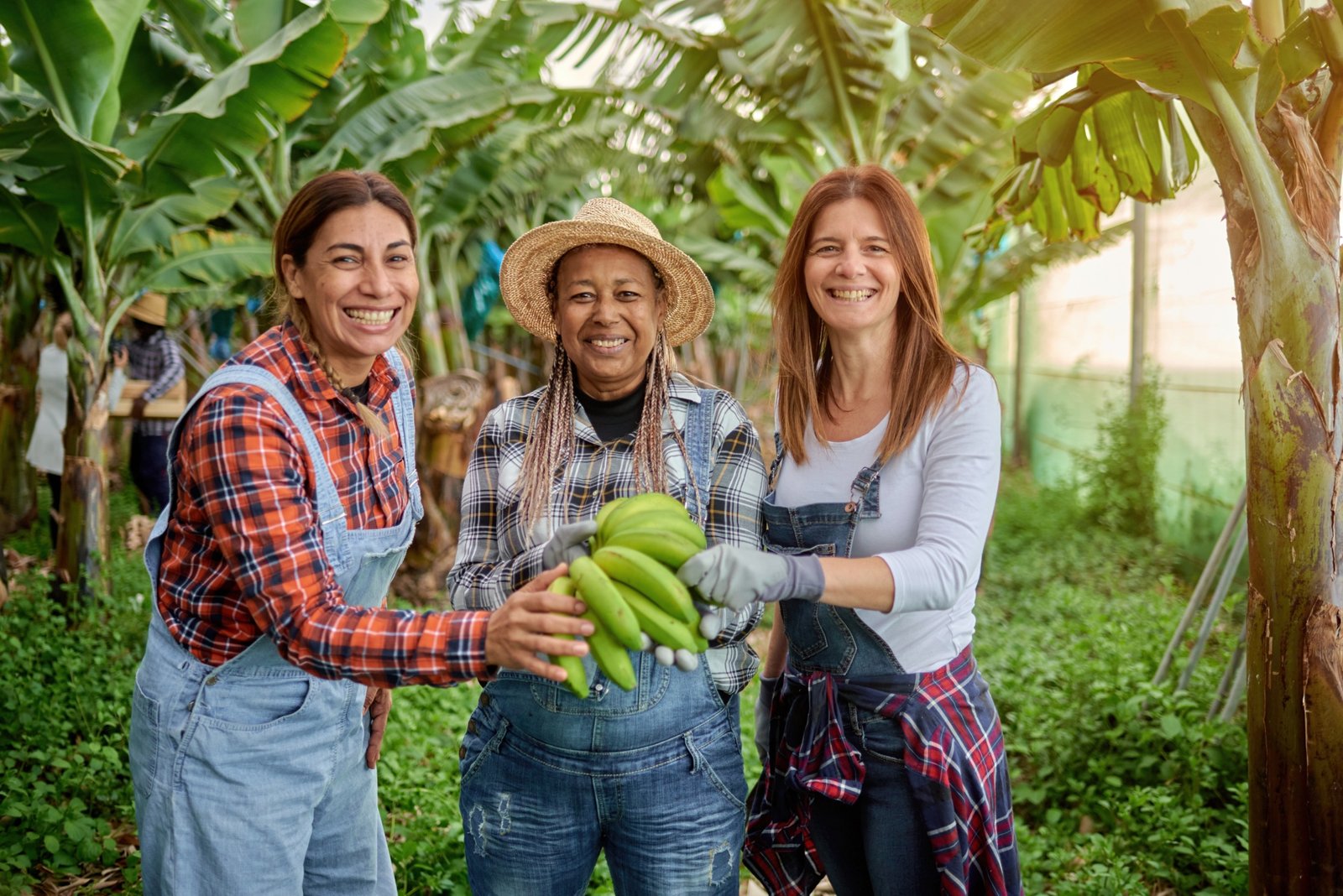 banana farm